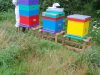 Bee'Flora - ouverture de ruches