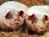 Charcuterie Henriette - truies sur paille