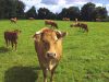 La Ferme de Langoat