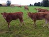 La Ferme de Langoat - jeunes bovins au pré