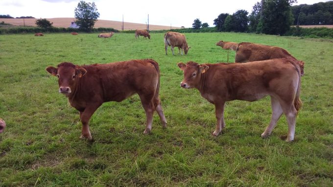 La Ferme de Langoat - jeunes bovins au pré