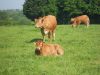 La Ferme de Langoat - bovins à l'herbe