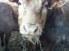 La Ferme de Langoat - alimentation saine