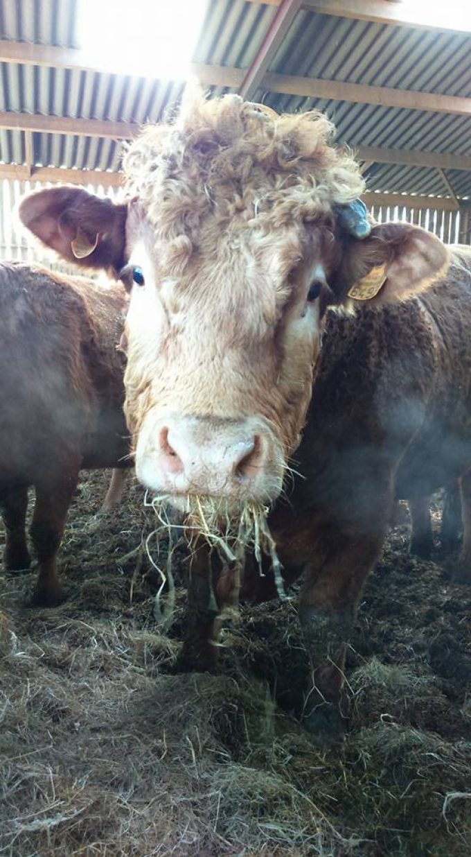 La Ferme de Langoat - alimentation saine