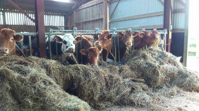 La Ferme de Langoat - à l'étable
