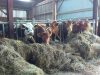 La Ferme de Langoat - à l'étable