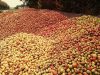 Cidrerie Kerloîck - montagne de pommes à cidre