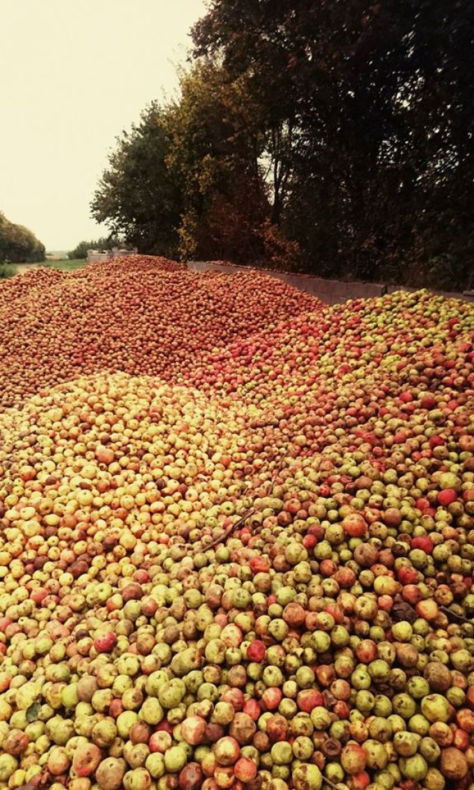 Cidrerie Kerloîck - montagne de pommes à cidre