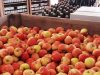 Cidrerie Kerloîck - pommes et cidres