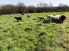 Les Moutons de Pilou - moutons Landes de Bretagne au pré
