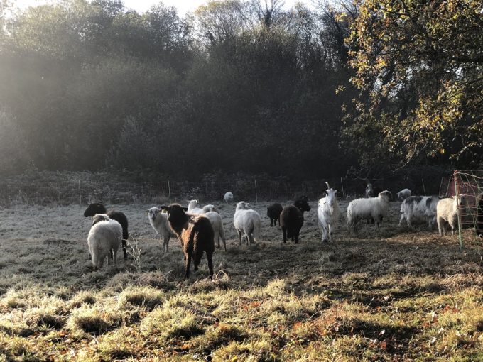 Les Moutons de Pilou - moutons Landes de Bretagne à l'herbe
