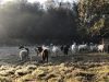 Les Moutons de Pilou - moutons Landes de Bretagne à l'herbe