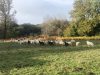 Les Moutons de Pilou - moutons Landes élevé en plein air