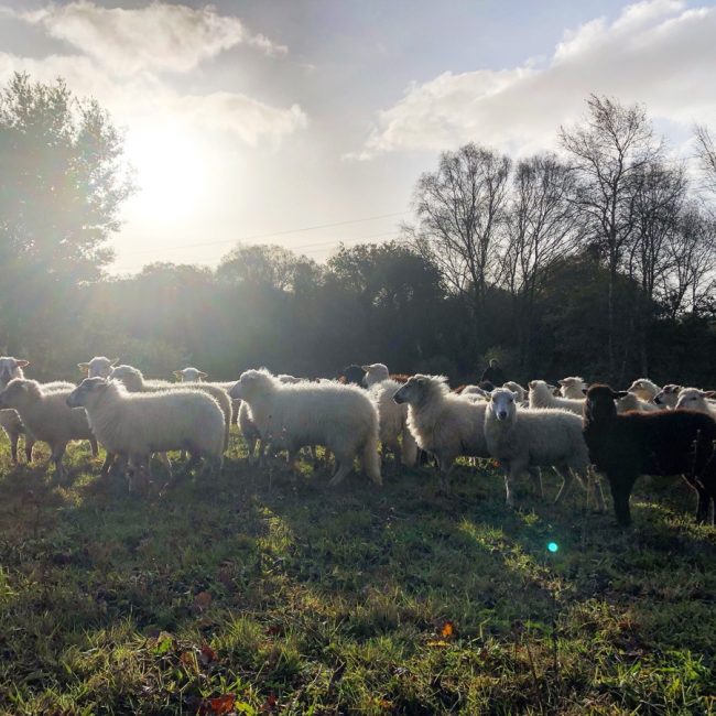 Les Moutons de Pilou