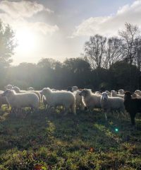 Les Moutons de Pilou