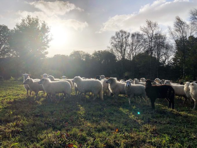 Les Moutons de Pilou