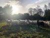Les Moutons de Pilou
