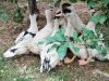 La Ferme du Luguen - canards en liberté