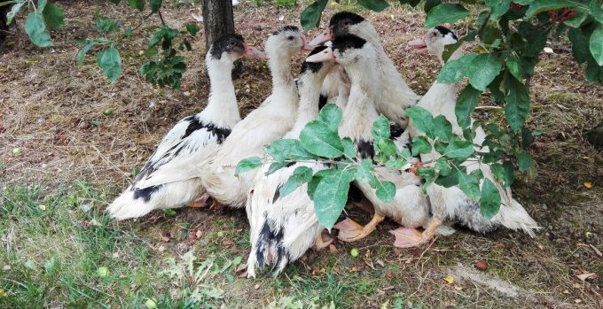 La Ferme du Luguen - canards en liberté