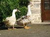 La Ferme du Luguen - canards