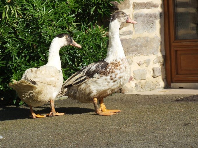 La Ferme du Luguen - canards