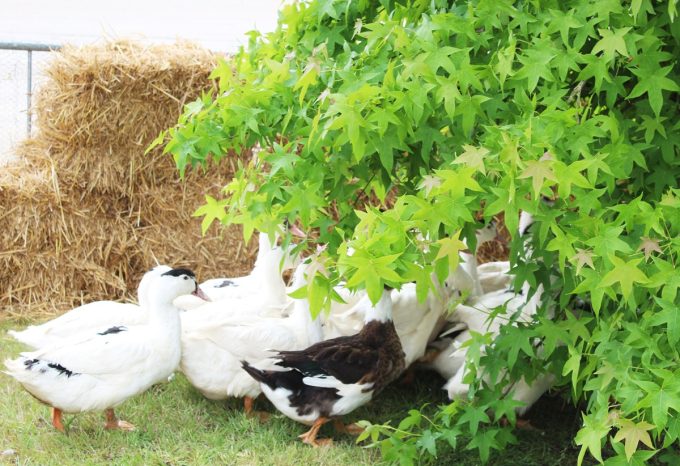 La Ferme du Luguen - canards