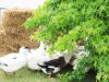 La Ferme du Luguen - canards