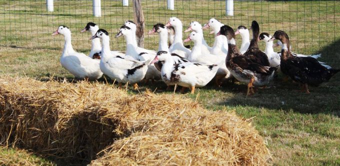 La Ferme du Luguen - canards