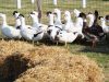 La Ferme du Luguen - canards