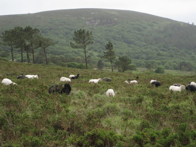 Des moutons au grand air !