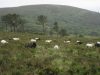 Des moutons au grand air !