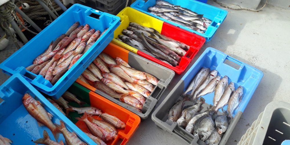 Quels sont les poissons, coquillages et crustacés de saison ? [GUIDE]