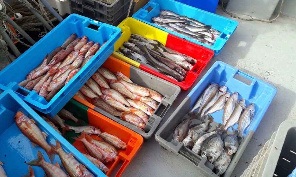 Quels sont les poissons, coquillages et crustacés de saison ? [GUIDE]