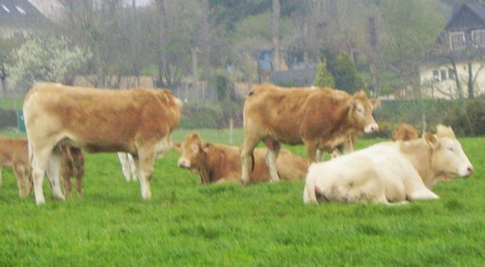 Ferme La Croix Saint Samson - troupeau de Blondes d'Aquitaine au pâturage