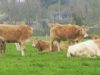 Ferme La Croix Saint Samson - troupeau de Blondes d'Aquitaine au pâturage
