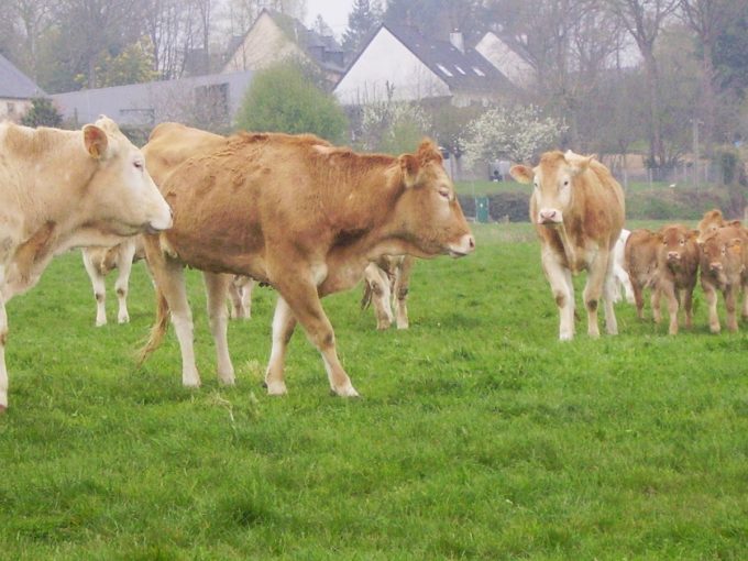 Ferme La Croix Saint Samson - Blondes d'Aquitaine à l'herbe