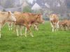 Ferme La Croix Saint Samson - Blondes d'Aquitaine à l'herbe