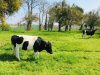 Fromagerie du Gros Chêne - vache bretonne de race Pie Noire au pré