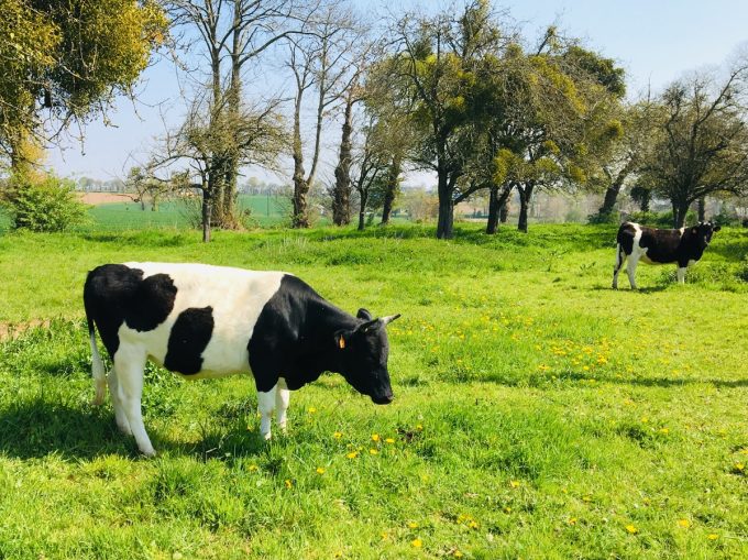 Fromagerie du Gros Chêne - vache bretonne de race Pie Noire au pré