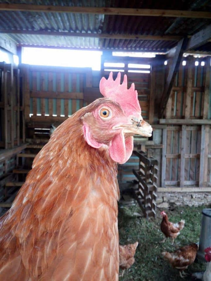 Ti Lipouz - poule pondeuse