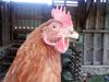 Ti Lipouz - poule pondeuse