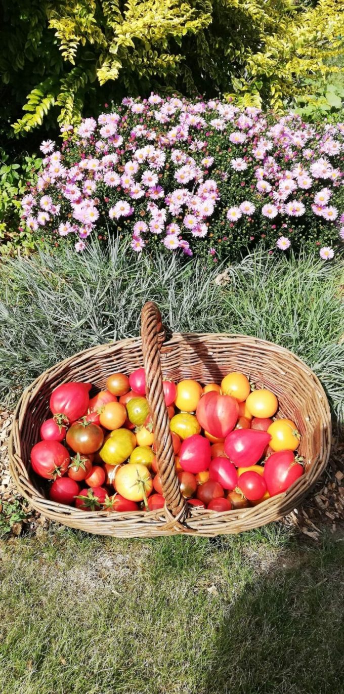 Ty Tropik - fruits et fleurs comestibles