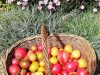 Ty Tropik - fruits et fleurs comestibles