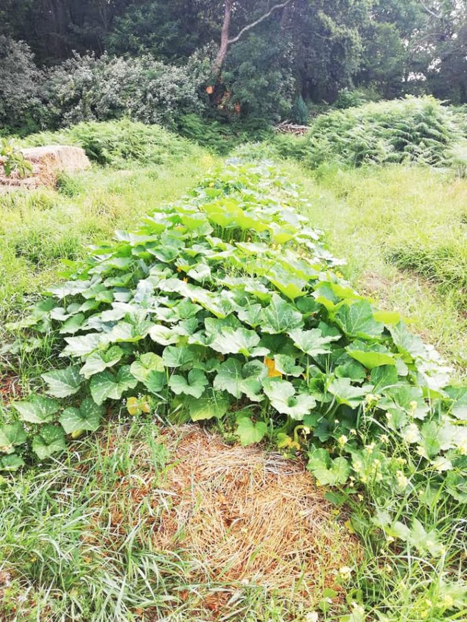 Ty Tropik - permaculture