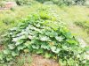 Ty Tropik - permaculture