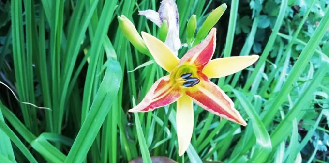 Ty Tropik - fleur tropicale