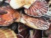 Armement à la pêche l&rsquo;Aurore