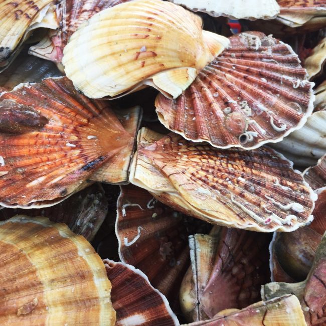 Armement à la pêche l&rsquo;Aurore
