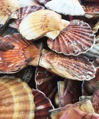 Armement à la pêche l&rsquo;Aurore