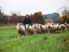 Bergerie des Abers - troupeau de brebis